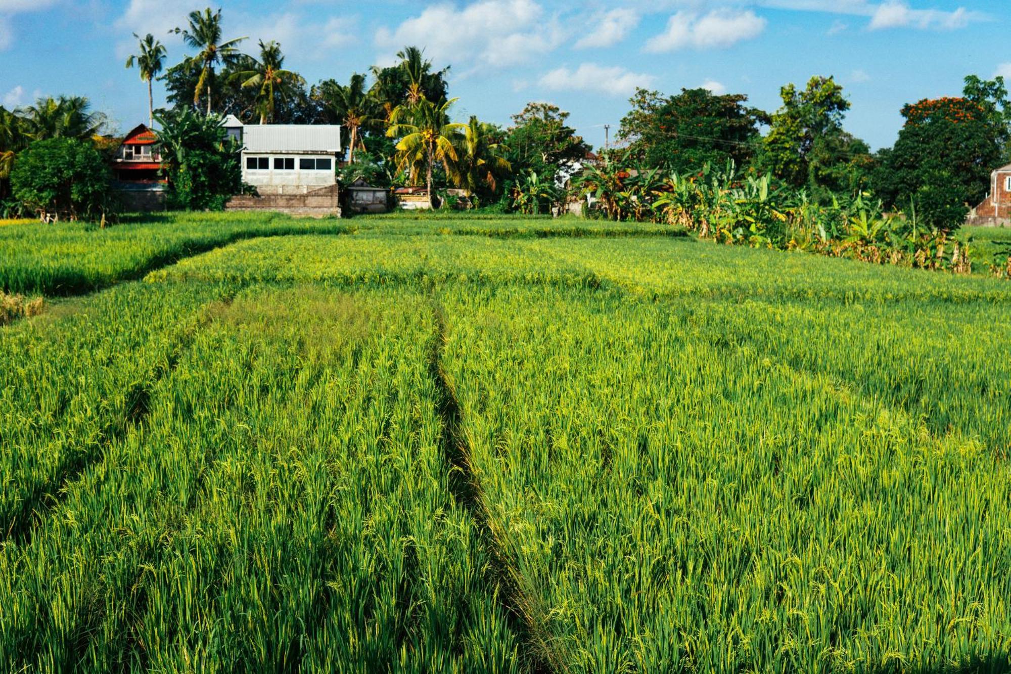 Tut Winten Villa Ubud Zewnętrze zdjęcie